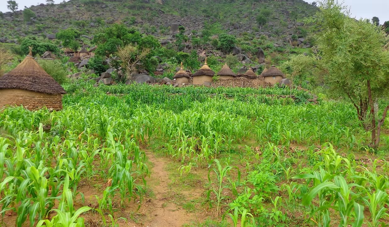 Hut and field in a rural African setting, symbolizing IDF's work